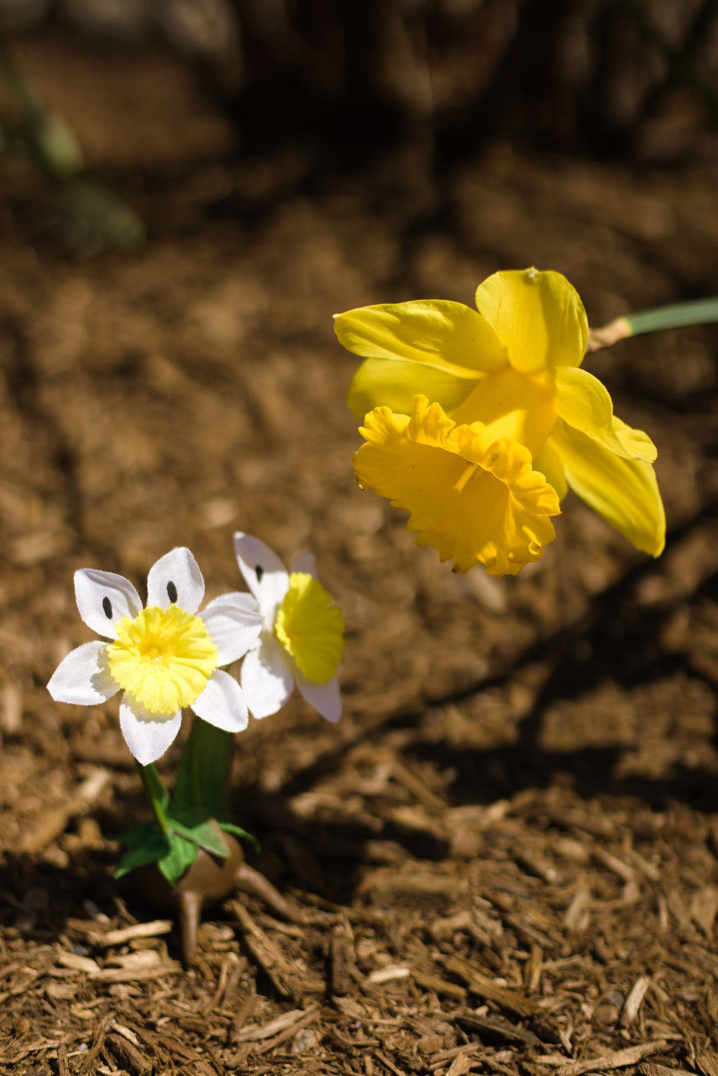 Daffoduo Visiting Relatives 8x10