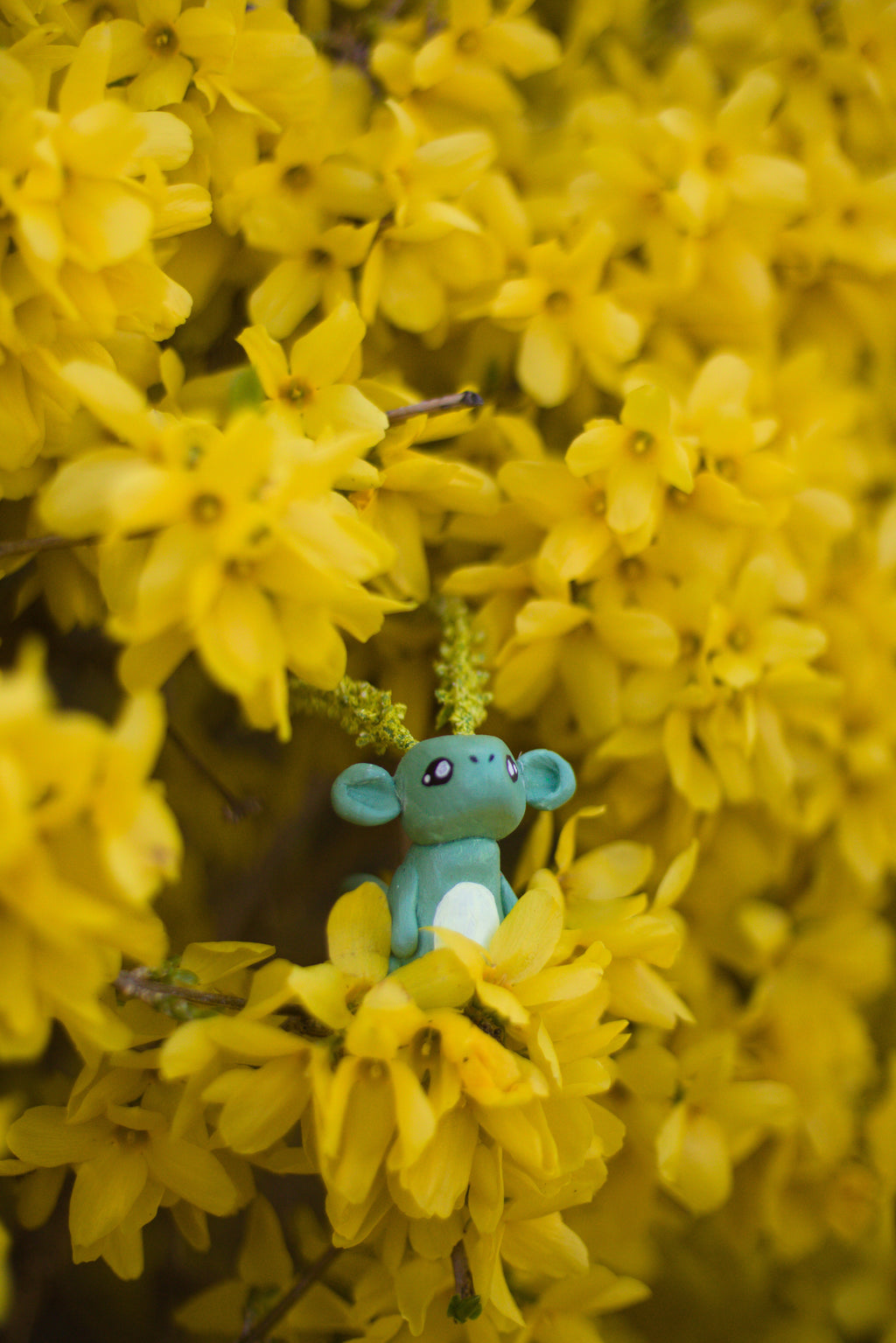 Florander Emerges from Forsythias 8x10