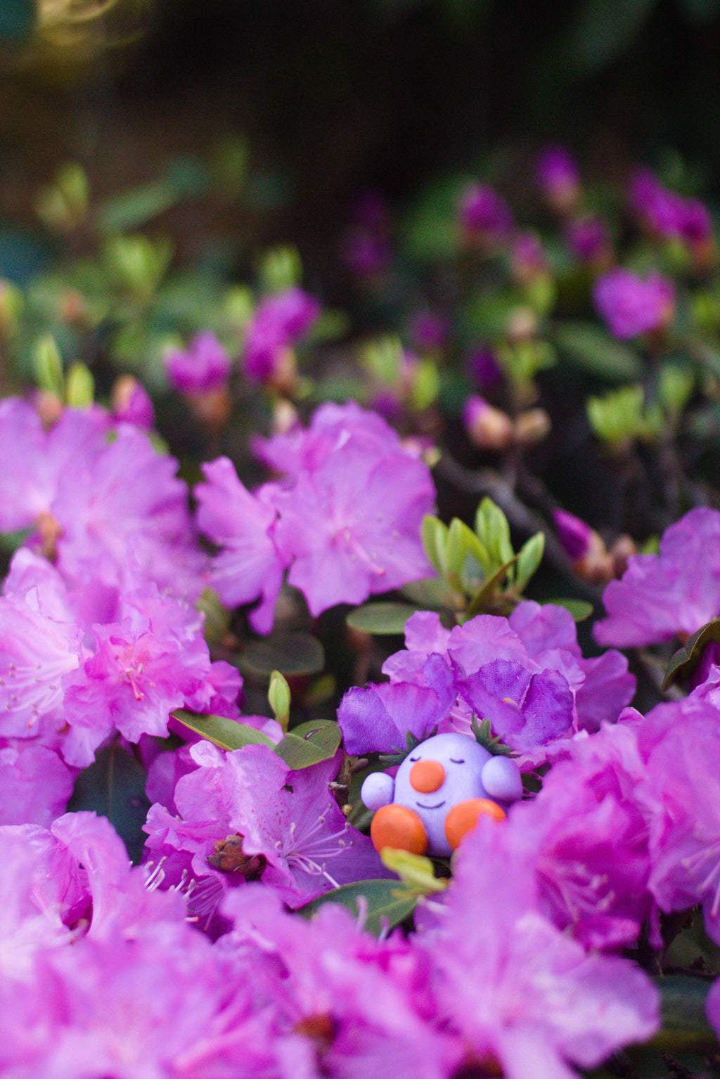 Tubulb Snoozing in Blooming Azaleas 8x10