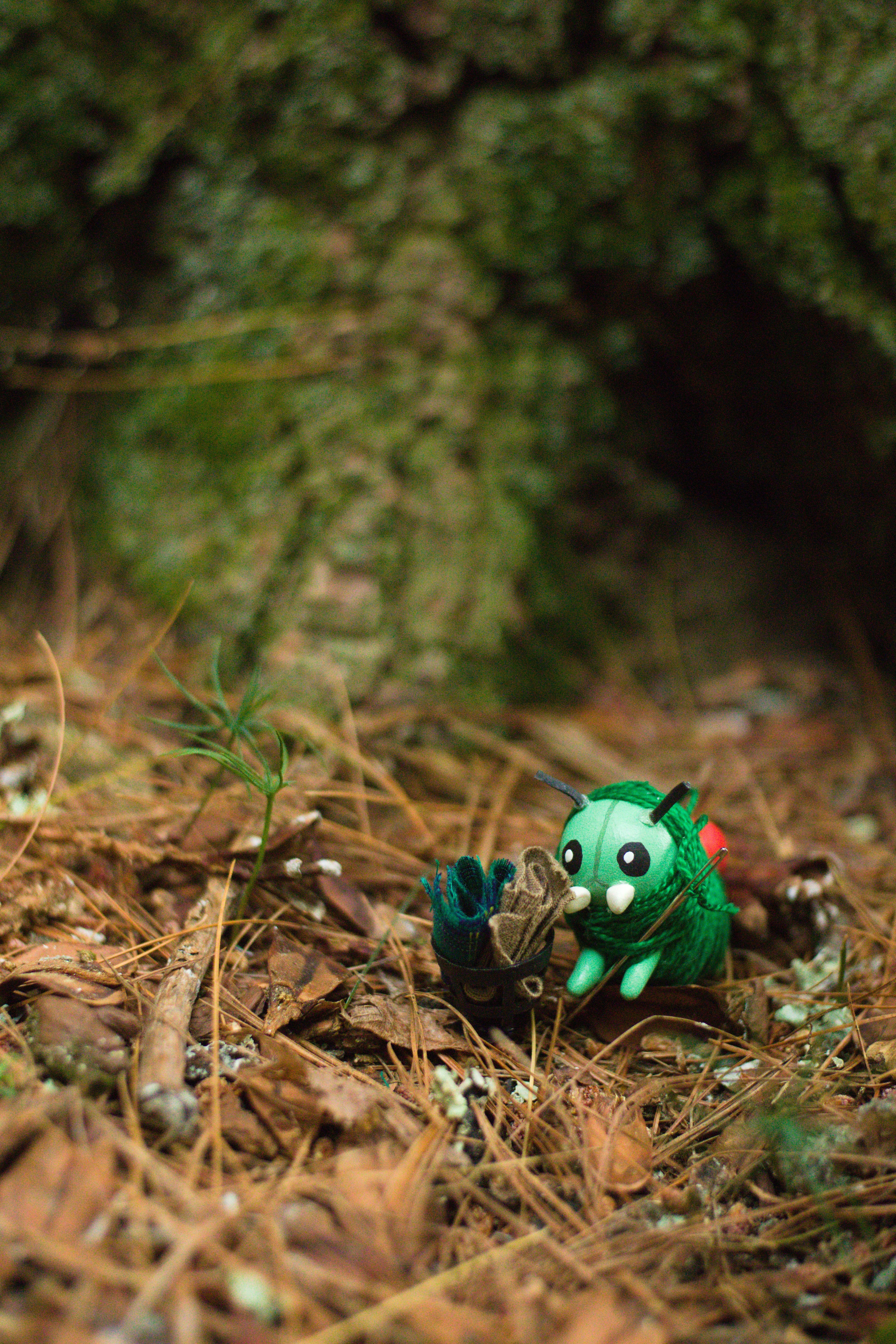 Summer Forest Collection Postcards