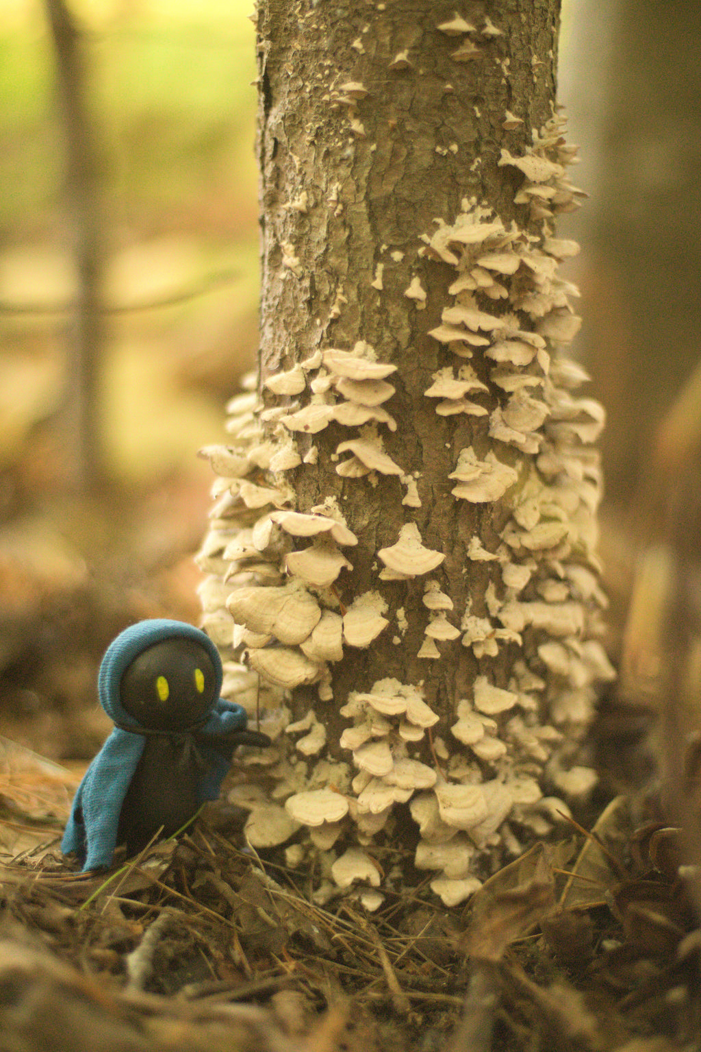 Shadomad Walking Passed Sapwood Rot 8x10