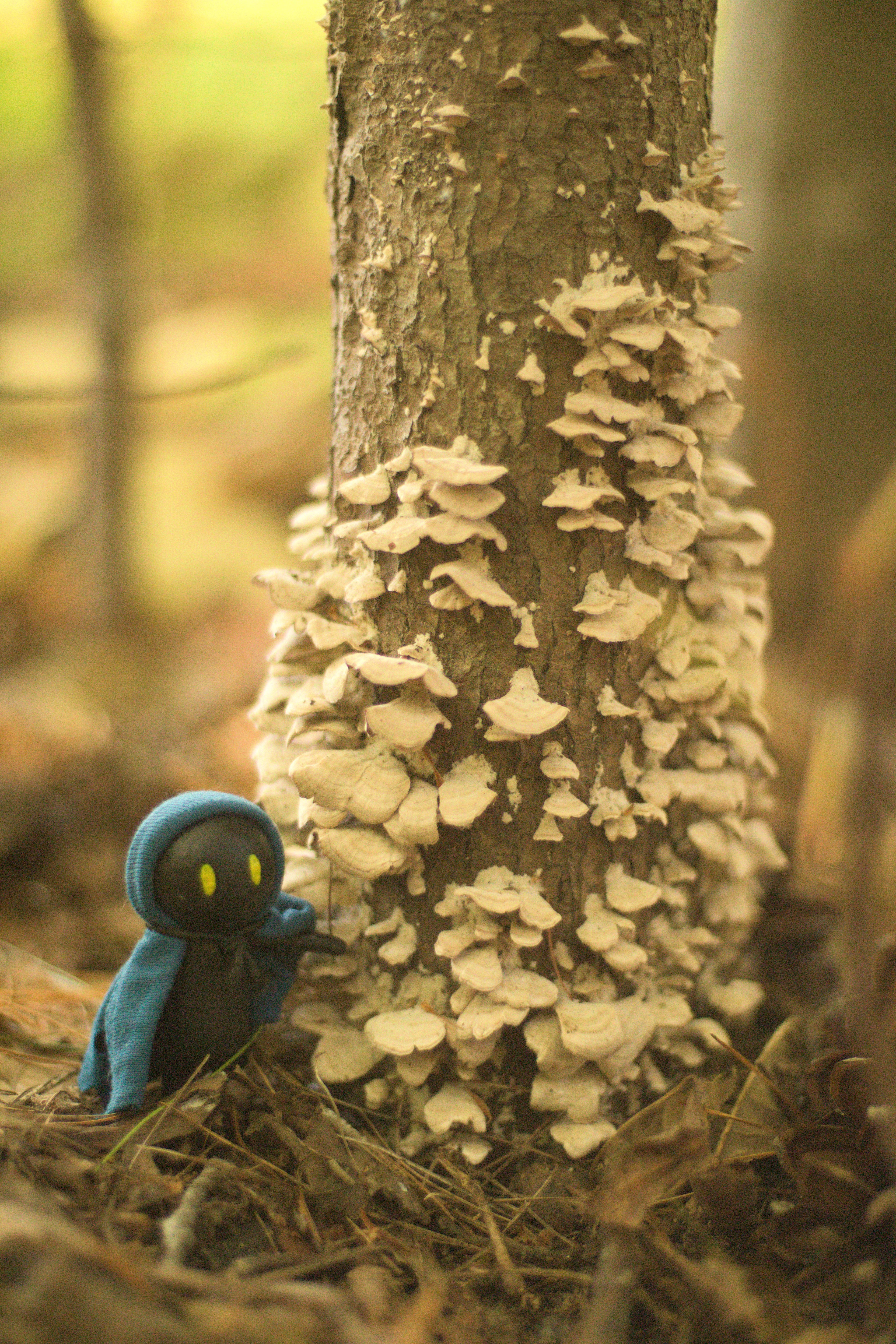 Shadomad Walking Passed Sapwood Rot 8x10