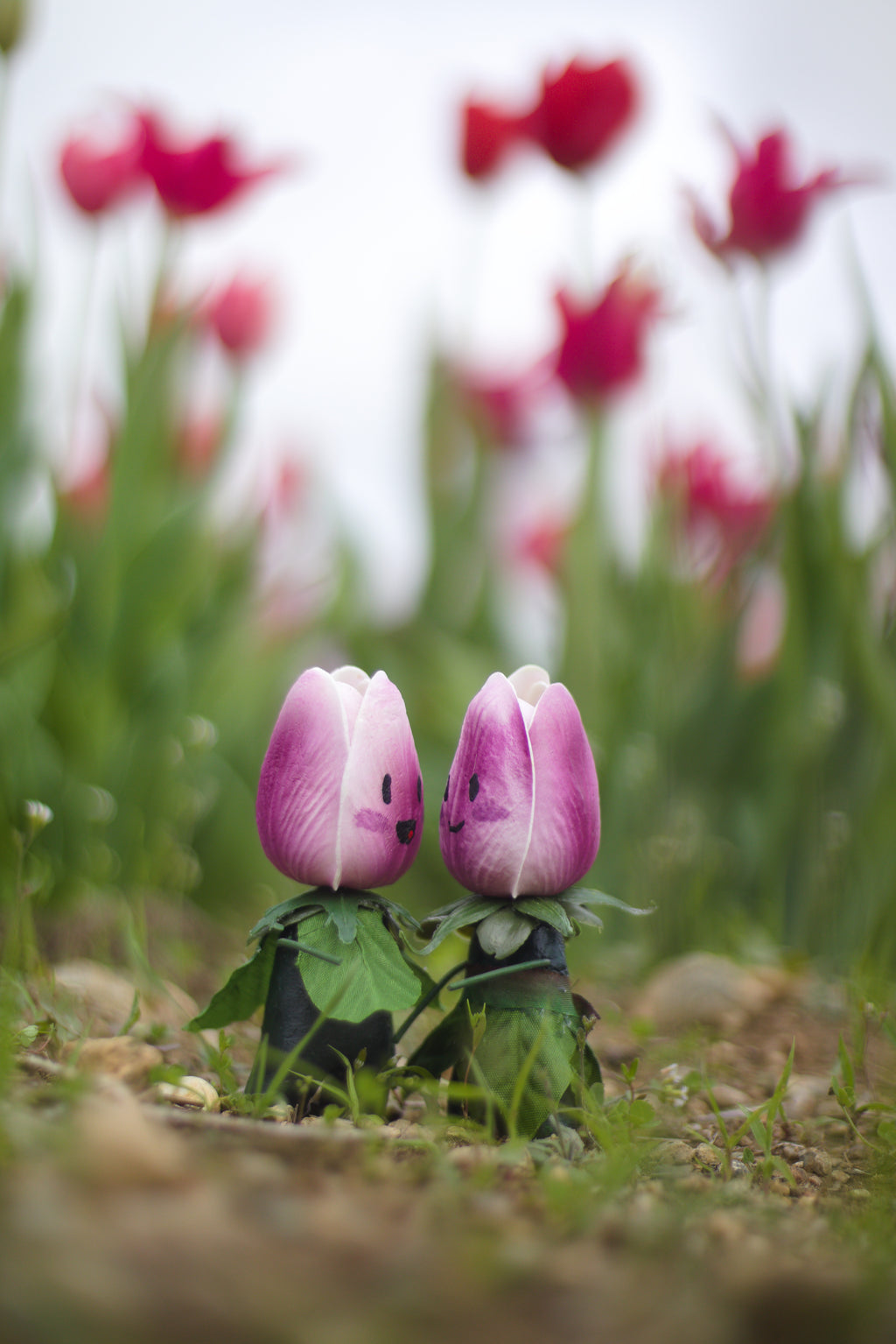Gossibuds Among the Tulips 8x10